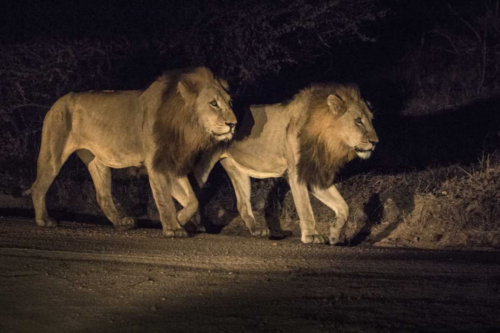 South Africa, Two male lions walking at night